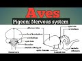 Aves- Nervous system of pigeon