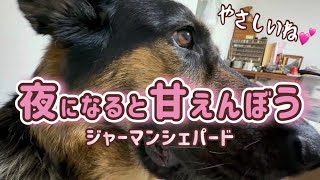おやすみ前のまろんが甘えん坊すぎて可愛かった日☺️💕【ジャーマンシェパード】
