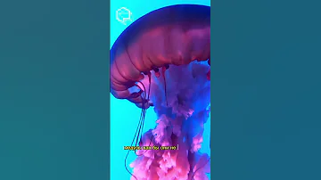 Куда плывут медузы?