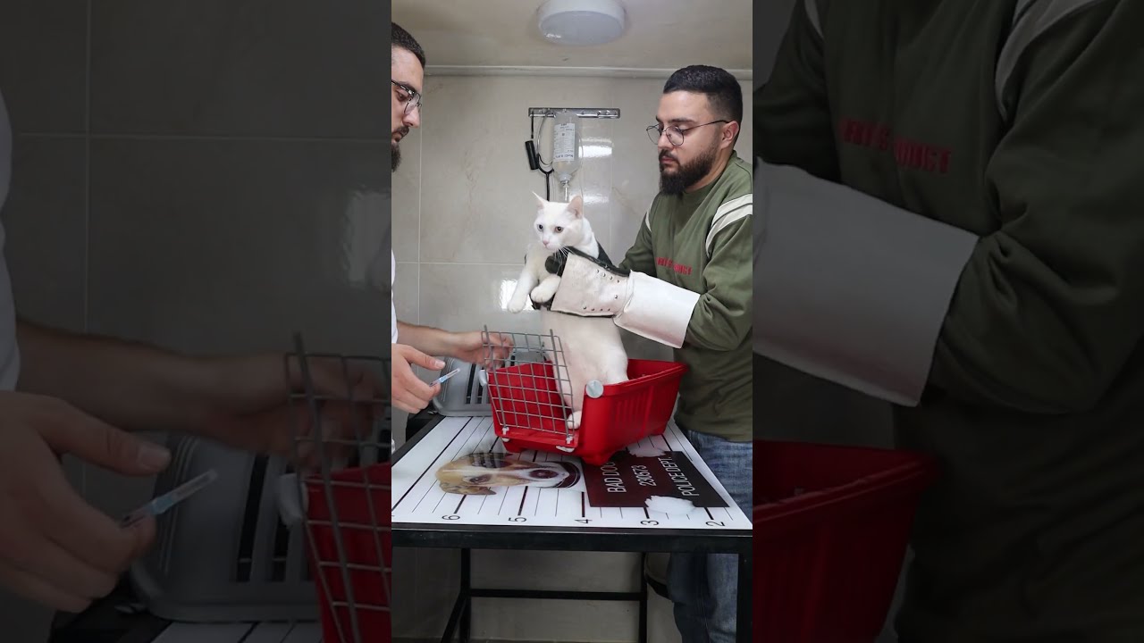 How To Deal With Angry Cat And Ferocious Part 44