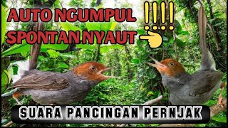 Download Lagu SUARA PIKAT BURUNG PRENJAK | pernjak ngumpul, pancingan pernjak MP3 Download Lagu SUARA PIKAT BURUNG PRENJAK | pernjak ngumpul, pancingan pernjak MP3