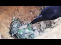 Crow Diggs in MUD & Throws Out Camera | Crow ATTACK on Baby birds in Nest | Asian bee eater Nest