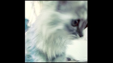 I held you like you were my link 2 heaven (vashti bunyan x devendra banhart x yukari)