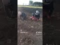Kastamonu Taşköprü sarımsağı dikimi