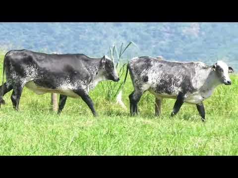 LOTE 55 •  10º LEILÃO GIROLANDO PRIME • 3763CK  3771CK