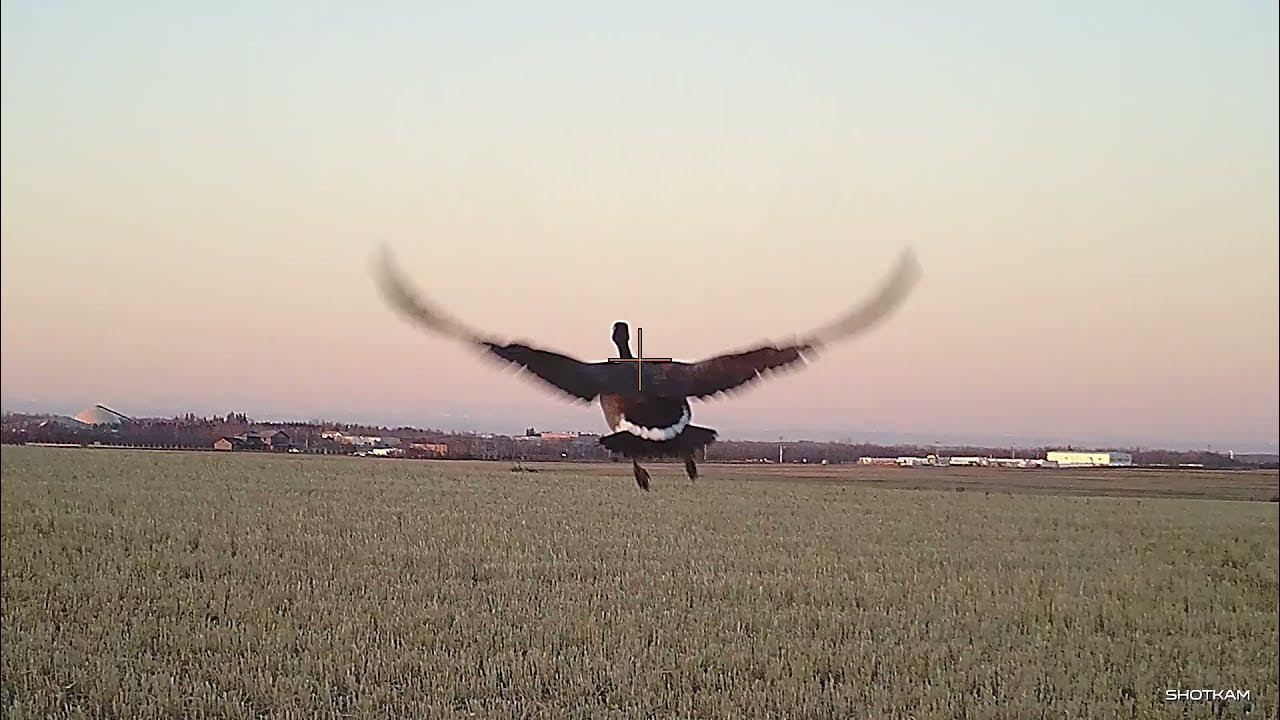 Final Goose Hunt 2021, 3 Man Limits! YouTube