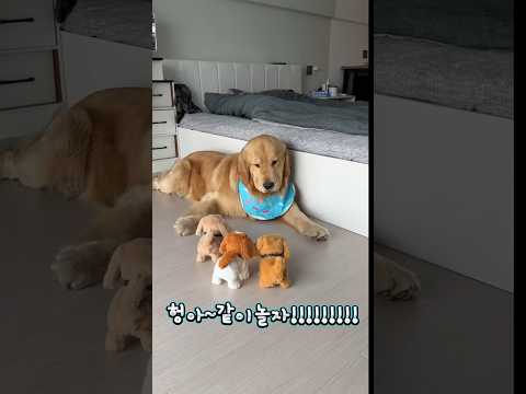 헝아~같이놀자!!!!! #shortvideo #쇼츠 #귀여운강아지 #귀여운 #귀여운영상 #동물 #동물 #리트리버 #골든리트리버 #강아지