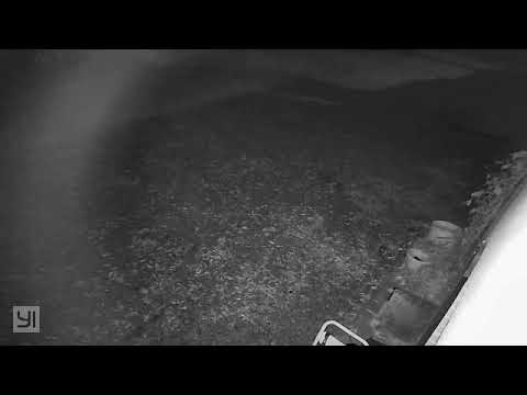 Night video of a bat setting off the camera