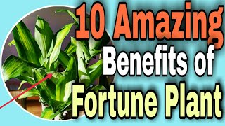 Bakit Kailangang Mag-alaga ka ng Fortune Plant sa Loob ng Bahay? Fortune Flower Meaning