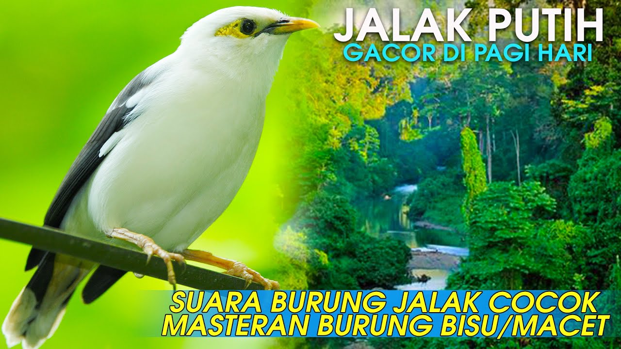SUARA BURUNG JALAK PUTIH BERKICAU GACOR DI PAGI HARI 