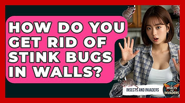How Do You Get Rid Of Stink Bugs In Walls? - Insects and Invaders