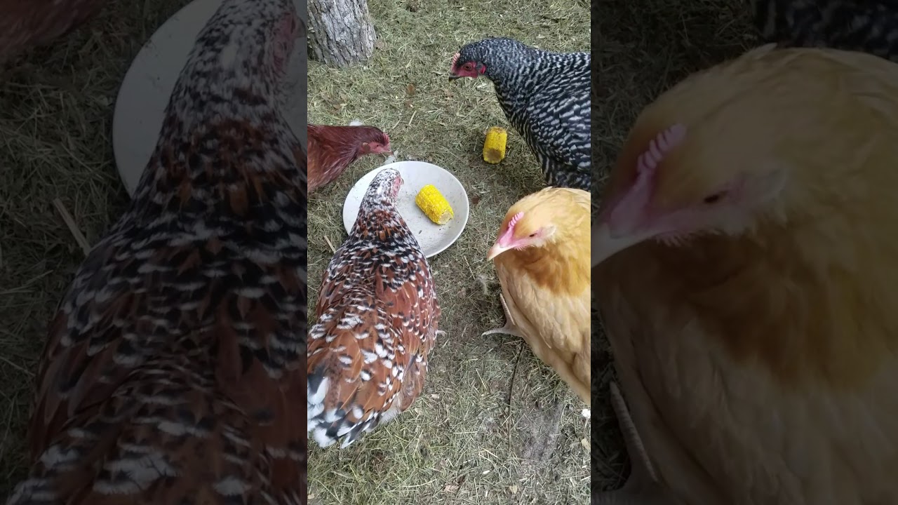 Chickens Eating Corn On The Cob YouTube