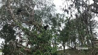 Black Cockatoos - A mother, father, and their baby. by Oztralien 195 views 4 months ago 5 minutes, 1 second