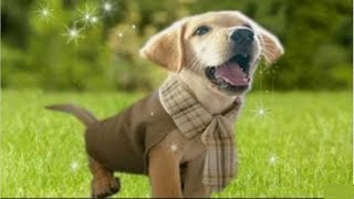 ROUPA PET  SEM COSTURA  ♥ PARA SEU CACHORRO OU GATO | Amelia Requintada