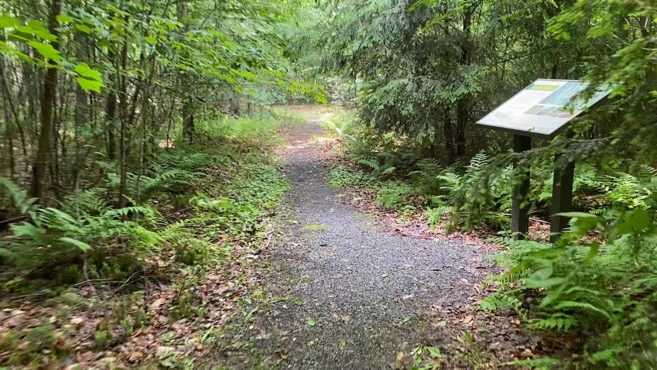 Interpretive Trail at Cherry Springs State Park (Coudersport, Pa) YouTube