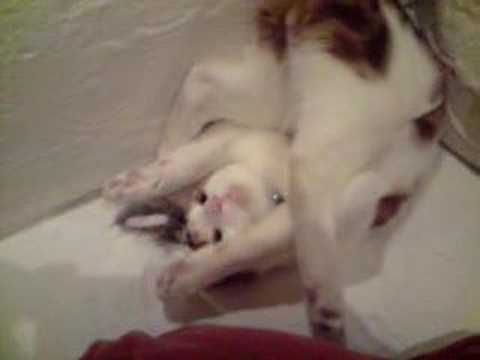 funny-cat-jasper-upside-down.