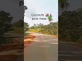 A Land Flowing With Coconuts And Palm Wine A Land Flowing With Coconuts And Palm Wine