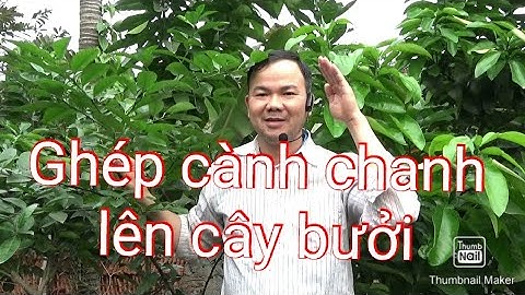Cách ghép cây chanh lên cây bưởi
