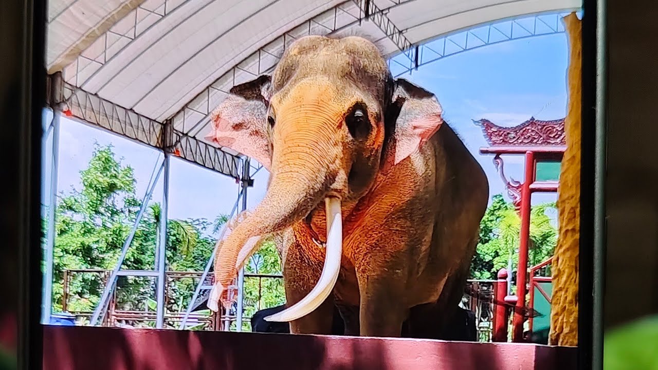 วันที่ 15 มีนาคมมีนัดกับพ่อพลายเอกชัยใครจะไปบ้างยกมือขึ้น