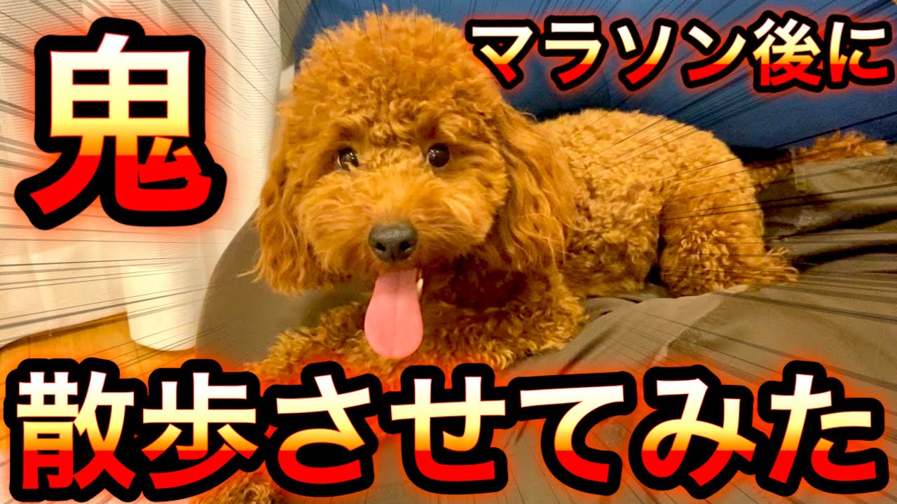 犬の体力ゼロにしてみた トイプードル Youtube