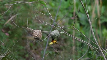 Black headed weaver building his nest