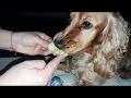 Kelly кушает яблоко / Kelly eats an apple / Kelly come uma maçã