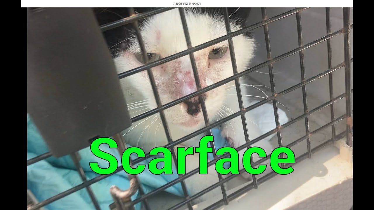 Friendly Feral Cat "Scarface" Gets An Ingrown Nail Removed and Mama Cat