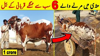 Pakistan Ki Mandi Main Fo.ot Hony Walay Sab Sy Mehangay Qurbani K Janwar | NYKI