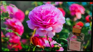 Идеальный парфюм на летнюю жару Maison Francis Kurkdjian L'eau A La Rose