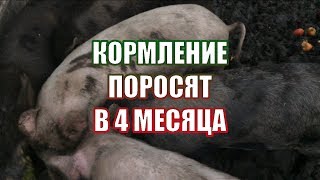 Как кормить поросят в 4 месяца/жизнь в деревне