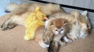 So funny and cute🤣!The cat father took the duckling home and let the duckling sleep with the kitten