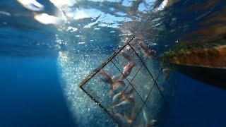 Caribbean Deep Water Fishing