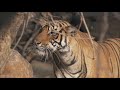 Tiger Kills Sambar Deer Tiger Kills Sambar Deer