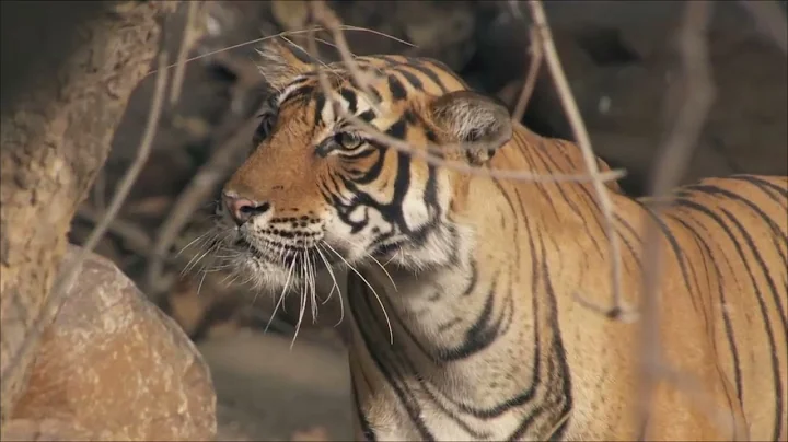 Tiger kills Sambar Deer