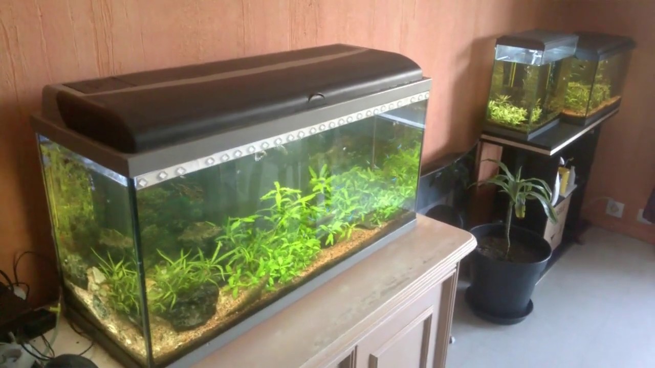 Aquarium eau douce aqua eco 80 YouTube