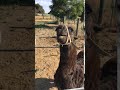 Crazy Spitting Llama Crazy Spitting Llama