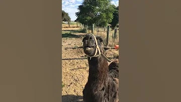 Crazy Spitting Llama 