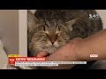 Черкаська ветеринарна клініка шукає обіймача котів