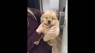 Download lagu Nick chow chow 4 MESES Nick chow chow 4 MESES