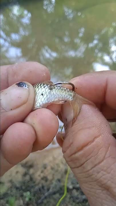 cara pasang umpan ikan untuk mancing ikan besar atau untuk najur gabus