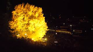 &quot;The Big Yellow&quot; Greatest Gingko Tree in Japan 北金ヶ沢の大イチョウ
