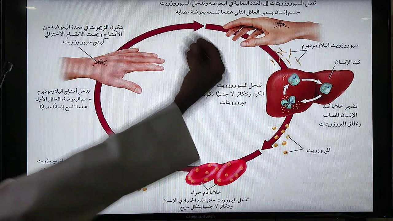 مدخل إلى الطلائعيات الجزء الثاني