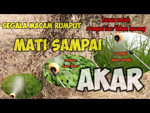 Obat rumput paling ampuh #cara membasmi rumput liar mati sampai akar