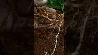 Nematodes Infected Cucumber Plants Roots Symptoms