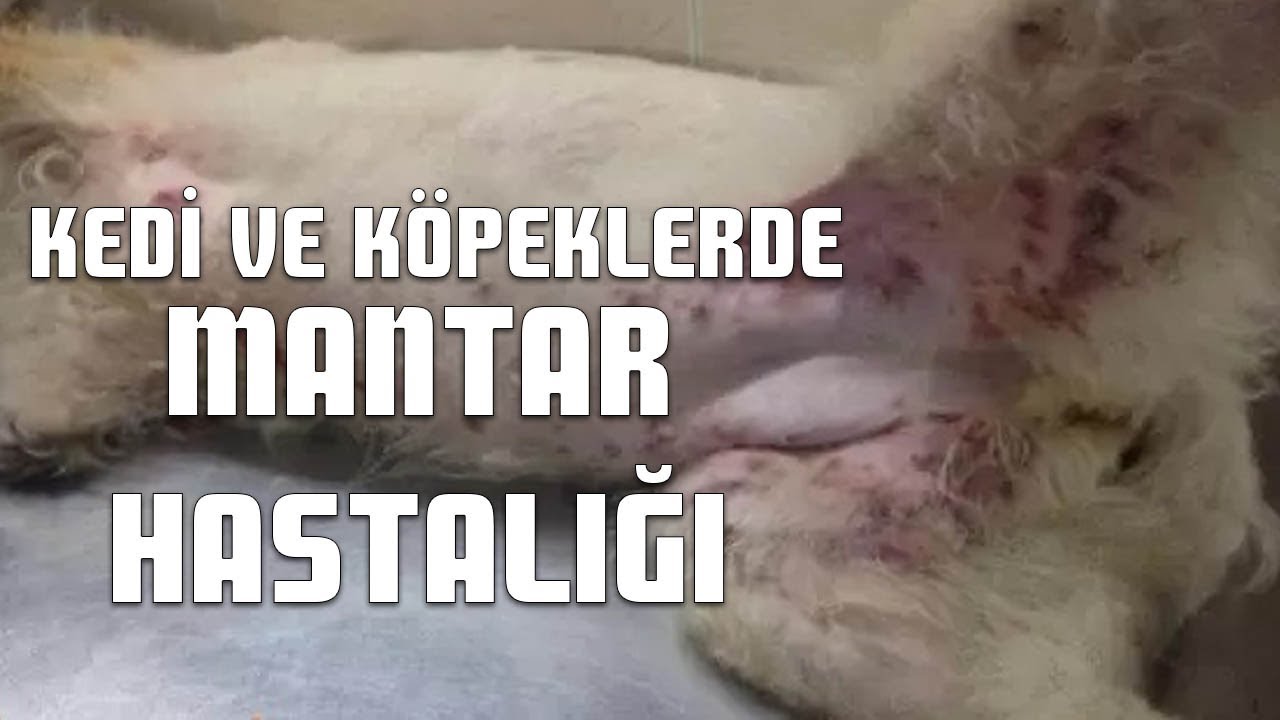 Kedi ve Köpeklerde Mantar Hastalığı