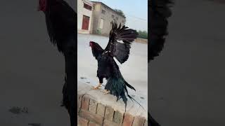 Amroha lakh k shok kra