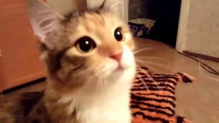 Кошка сидит и смотрит | The cat sits and stares Кошка сидит и смотрит | The cat sits and stares
