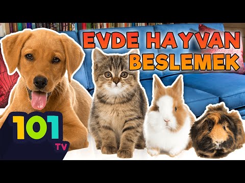 Video: Petfinder'ın Daha Azınla Kabul Edilebilir-Evcil Hayvan Haftası