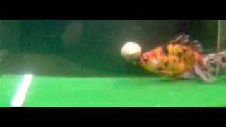 Trained Goldfish Playing Football!