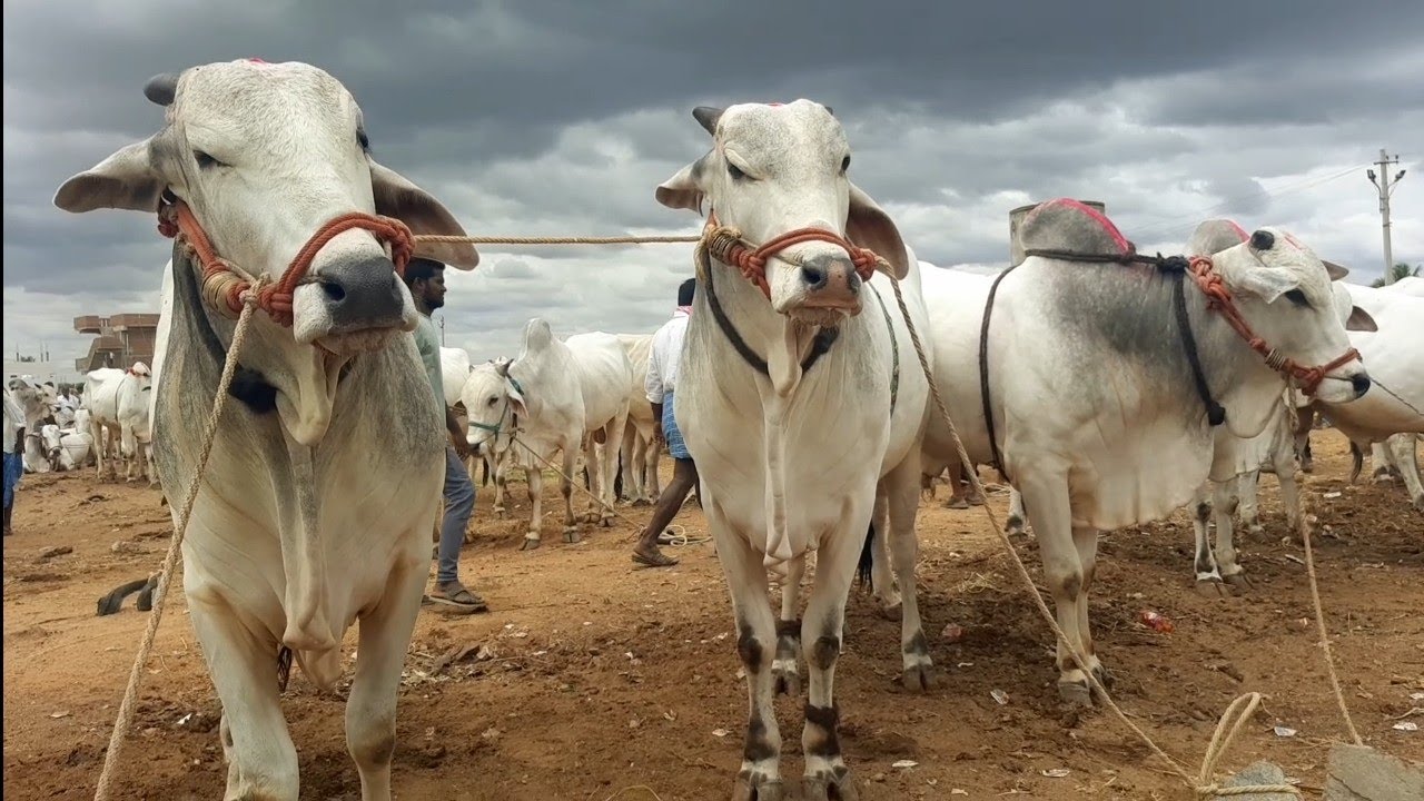 Bigsize Ongole Bulls prices in pebbair market | oxen prices